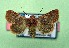  ( - AOCLep03372)  @11 [ ] Copyright (2025) A.S. Ortiz Unspecified