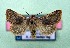  ( - AOCLep03373)  @11 [ ] Copyright (2025) A.S. Ortiz Unspecified