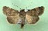  ( - AOCLep03388)  @11 [ ] Copyright (2025) A.S. Ortiz Unspecified