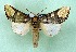  ( - AOCLep03392)  @11 [ ] Copyright (2025) A.S. Ortiz Unspecified
