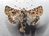  ( - AOCLep03440)  @11 [ ] Copyright (2025) A.S. Ortiz Unspecified