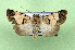 ( - AOCLep03493)  @11 [ ] Copyright (2025) A.S. Ortiz Unspecified