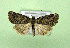  ( - AOCLep03498)  @11 [ ] Copyright (2025) A.S. Ortiz Unspecified