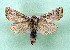  ( - AOCLep03509)  @11 [ ] Copyright (2025) A.S. Ortiz Unspecified