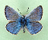 ( - AOCLep03511)  @11 [ ] Copyright (2025) A.S. Ortiz Unspecified