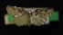 ( - AOC Lep 00127)  @11 [ ] Copyright (2014) Axel Hausmann/Bavarian State Collection of Zoology (ZSM) Universidad de Murcia
