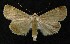  ( - AOC Lep 00132)  @14 [ ] Copyright (2014) Axel Hausmann/Bavarian State Collection of Zoology (ZSM) Universidad de Murcia