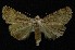  ( - AOC Lep 00133)  @13 [ ] Copyright (2014) Axel Hausmann/Bavarian State Collection of Zoology (ZSM) Universidad de Murcia