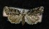  ( - AOC Lep 00143)  @14 [ ] Copyright (2014) Axel Hausmann/Bavarian State Collection of Zoology (ZSM) Universidad de Murcia