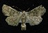  ( - AOC Lep 00148)  @12 [ ] Copyright (2014) Axel Hausmann/Bavarian State Collection of Zoology (ZSM) Universidad de Murcia