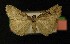  ( - AOC Lep 00154)  @13 [ ] Copyright (2014) Axel Hausmann/Bavarian State Collection of Zoology (ZSM) Universidad de Murcia