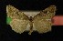  ( - AOC Lep 00155)  @12 [ ] Copyright (2014) Axel Hausmann/Bavarian State Collection of Zoology (ZSM) Universidad de Murcia