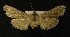  ( - AOC Lep 00182)  @12 [ ] Copyright (2014) Axel Hausmann/Bavarian State Collection of Zoology (ZSM) Universidad de Murcia