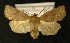  ( - AOC Lep 00184)  @14 [ ] Copyright (2014) Axel Hausmann/Bavarian State Collection of Zoology (ZSM) Universidad de Murcia