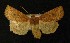  (Conistra ligula - AOC Lep 00185)  @14 [ ] Copyright (2014) Axel Hausmann/Bavarian State Collection of Zoology (ZSM) Universidad de Murcia