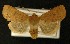  ( - AOC Lep 00192)  @14 [ ] Copyright (2014) Axel Hausmann/Bavarian State Collection of Zoology (ZSM) Universidad de Murcia