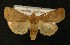  ( - AOC Lep 00193)  @14 [ ] Copyright (2014) Axel Hausmann/Bavarian State Collection of Zoology (ZSM) Universidad de Murcia