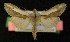  ( - AOC Lep 00195)  @11 [ ] Copyright (2014) Axel Hausmann/Bavarian State Collection of Zoology (ZSM) Universidad de Murcia