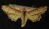  ( - AOC Lep 00196)  @12 [ ] Copyright (2014) Axel Hausmann/Bavarian State Collection of Zoology (ZSM) Universidad de Murcia