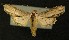  (Cucullia erythrocephala - AOC Lep 00197)  @13 [ ] Copyright (2014) Axel Hausmann/Bavarian State Collection of Zoology (ZSM) Universidad de Murcia