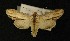  ( - AOC Lep 00198)  @12 [ ] Copyright (2014) Axel Hausmann/Bavarian State Collection of Zoology (ZSM) Universidad de Murcia