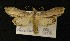  ( - AOC Lep 00199)  @12 [ ] Copyright (2014) Axel Hausmann/Bavarian State Collection of Zoology (ZSM) Universidad de Murcia
