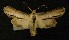  ( - AOC Lep 00201)  @12 [ ] Copyright (2014) Axel Hausmann/Bavarian State Collection of Zoology (ZSM) Universidad de Murcia
