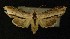  ( - AOC Lep 00202)  @12 [ ] Copyright (2014) Axel Hausmann/Bavarian State Collection of Zoology (ZSM) Universidad de Murcia