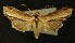  ( - AOC Lep 00203)  @14 [ ] Copyright (2014) Axel Hausmann/Bavarian State Collection of Zoology (ZSM) Universidad de Murcia