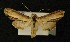  ( - AOC Lep 00204)  @13 [ ] Copyright (2014) Axel Hausmann/Bavarian State Collection of Zoology (ZSM) Universidad de Murcia