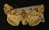  (Anarta pugnax - AOC Lep 00205)  @14 [ ] Copyright (2014) Axel Hausmann/Bavarian State Collection of Zoology (ZSM) Universidad de Murcia