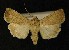  (Euxoa powelli - AOC Lep 00219)  @14 [ ] Copyright (2014) Axel Hausmann/Bavarian State Collection of Zoology (ZSM) Universidad de Murcia