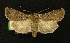  ( - AOC Lep 00227)  @13 [ ] Copyright (2014) Axel Hausmann/Bavarian State Collection of Zoology (ZSM) Universidad de Murcia