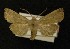  ( - AOC Lep 00238)  @13 [ ] Copyright (2014) Axel Hausmann/Bavarian State Collection of Zoology (ZSM) Universidad de Murcia