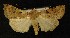  (Eugnorisma - AOC Lep 00254)  @14 [ ] Copyright (2014) Axel Hausmann/Bavarian State Collection of Zoology (ZSM) Universidad de Murcia