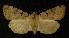  ( - AOC Lep 00255)  @13 [ ] Copyright (2014) Axel Hausmann/Bavarian State Collection of Zoology (ZSM) Universidad de Murcia