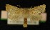 ( - AOC Lep 00259)  @13 [ ] Copyright (2014) Axel Hausmann/Bavarian State Collection of Zoology (ZSM) Universidad de Murcia