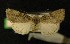  ( - AOC Lep 00265)  @12 [ ] Copyright (2014) Axel Hausmann/Bavarian State Collection of Zoology (ZSM) Universidad de Murcia