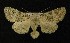  ( - AOC Lep 00267)  @13 [ ] Copyright (2014) Axel Hausmann/Bavarian State Collection of Zoology (ZSM) Universidad de Murcia