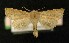  ( - AOC Lep 00272)  @14 [ ] Copyright (2014) Axel Hausmann/Bavarian State Collection of Zoology (ZSM) Universidad de Murcia