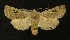  ( - AOC Lep 00278)  @13 [ ] Copyright (2014) Axel Hausmann/Bavarian State Collection of Zoology (ZSM) Universidad de Murcia