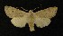  ( - AOC Lep 00280)  @14 [ ] Copyright (2014) Axel Hausmann/Bavarian State Collection of Zoology (ZSM) Universidad de Murcia