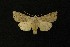  ( - AOC Lep 00282)  @13 [ ] Copyright (2014) Axel Hausmann/Bavarian State Collection of Zoology (ZSM) Universidad de Murcia