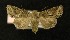  ( - AOC Lep 00283)  @13 [ ] Copyright (2014) Axel Hausmann/Bavarian State Collection of Zoology (ZSM) Universidad de Murcia