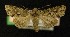  ( - AOC Lep 00284)  @13 [ ] Copyright (2014) Axel Hausmann/Bavarian State Collection of Zoology (ZSM) Universidad de Murcia