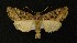  ( - AOC Lep 00292)  @13 [ ] Copyright (2014) Axel Hausmann/Bavarian State Collection of Zoology (ZSM) Universidad de Murcia