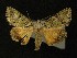  ( - AOC Lep 00293)  @14 [ ] Copyright (2014) Axel Hausmann/Bavarian State Collection of Zoology (ZSM) Universidad de Murcia
