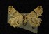  ( - AOC Lep 00294)  @13 [ ] Copyright (2014) Axel Hausmann/Bavarian State Collection of Zoology (ZSM) Universidad de Murcia