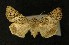  ( - AOC Lep 00296)  @13 [ ] Copyright (2014) Axel Hausmann/Bavarian State Collection of Zoology (ZSM) Universidad de Murcia