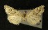  ( - AOC Lep 00301)  @12 [ ] Copyright (2014) Axel Hausmann/Bavarian State Collection of Zoology (ZSM) Universidad de Murcia
